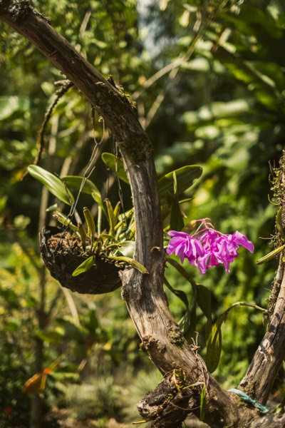 Vegetación tropical